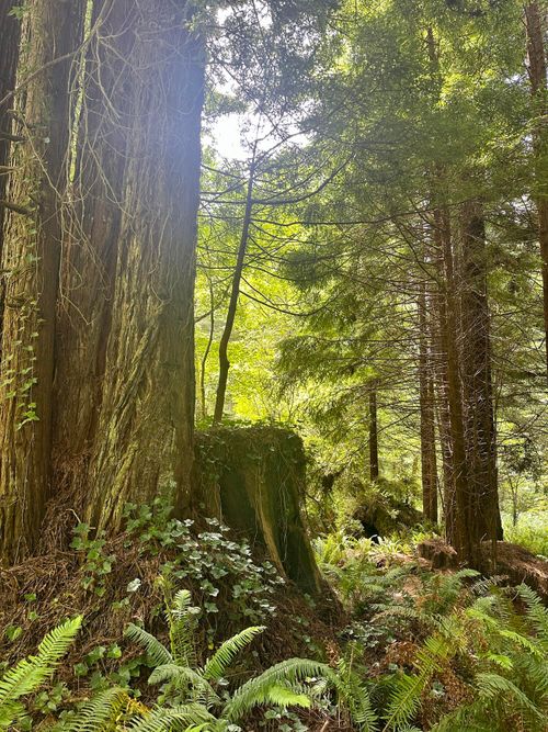 801 6th Ave, Trinidad, CA, 95570-9753 | Card Image