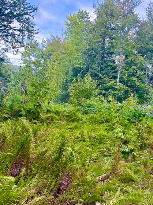 664 Ranney Rd, Stockbridge, VT, 05772-9503 | Card Image