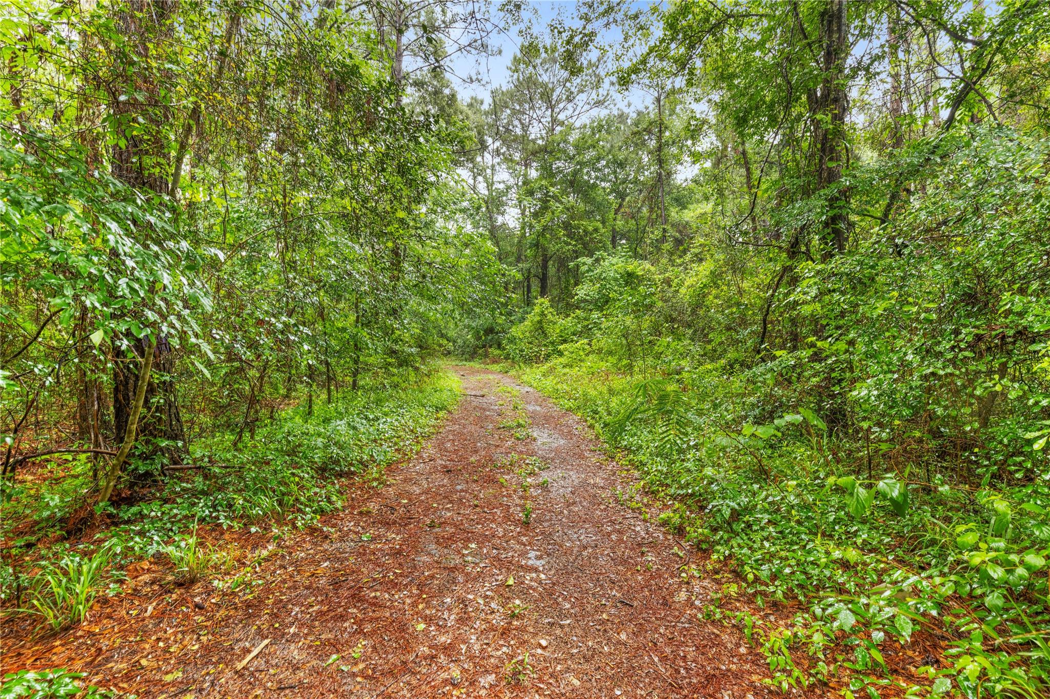 Land in Plantersville 4