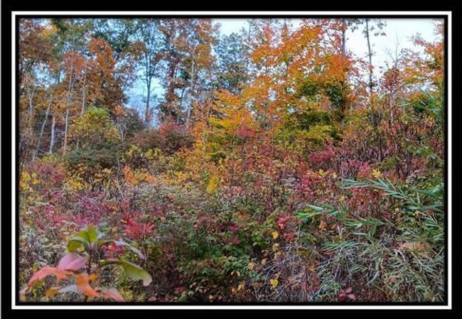 TRACT-1 - 34482 Huston Rd, Home with 0 bedrooms, 0 bathrooms and null parking in Radcliff OH | Image 20