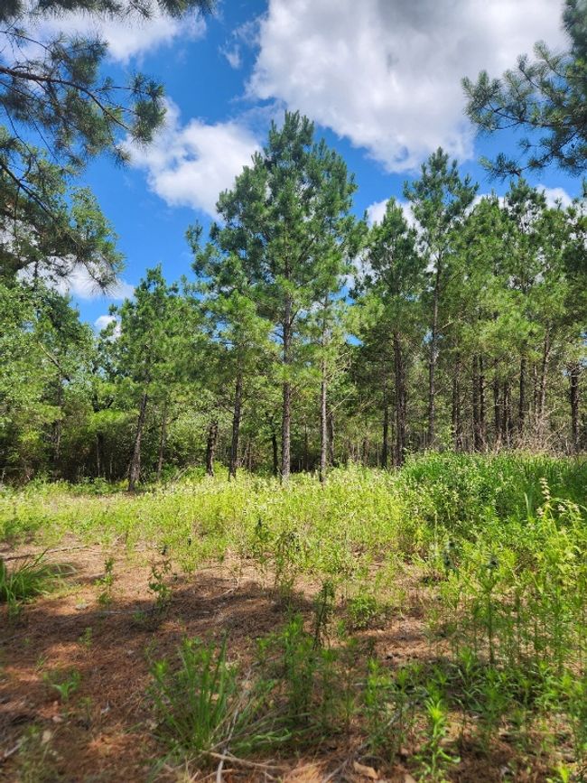 124 Paintbrush Ln, Home with 0 bedrooms, 0 bathrooms and null parking in Bastrop TX | Image 9