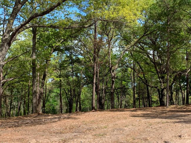 3200 Shadow Pine Dr, Home with 0 bedrooms, 0 bathrooms and null parking in LaRue TX | Image 6