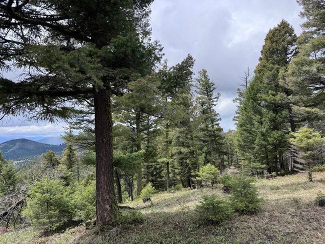 653 Canyon Hollow Lane, Home with 0 bedrooms, 0 bathrooms and null parking in Helmville MT | Image 11