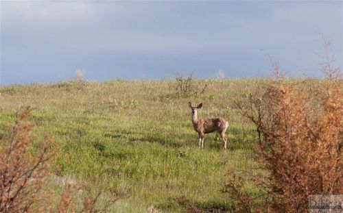 Lot 3 Pryor Creek Road, Huntley, MT, 59037 | Card Image