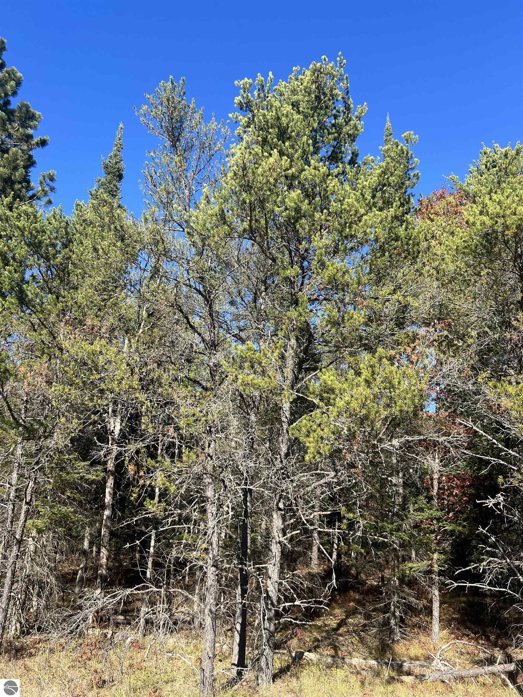 Land in Grayling 4