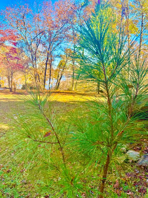 000 County Road 129, Bremen, AL, 35033 | Card Image