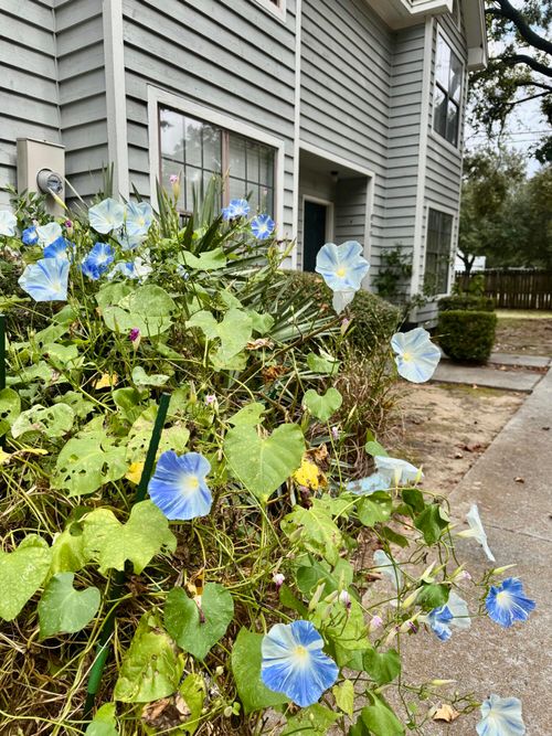 890 Sea Gull Drive, Mount Pleasant, SC, 29464 | Card Image