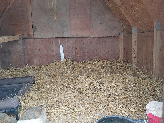 Chicken Coup | Image 83