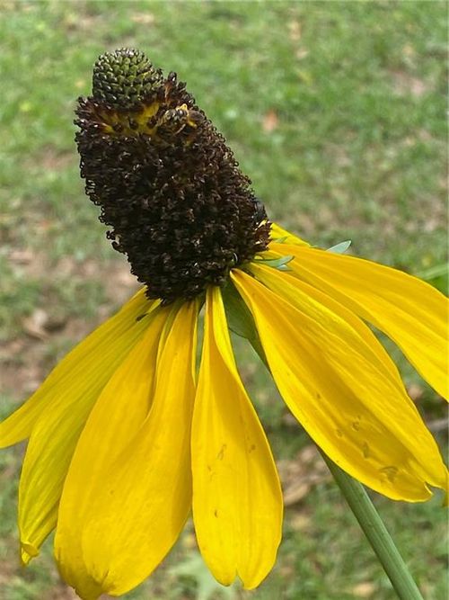 0 Burgett Ln, Robertsdale, AL, 36567 | Card Image