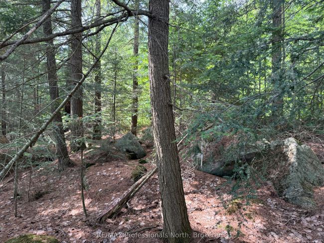 0 Halls Lake Rd, Home with 0 bedrooms, 0 bathrooms and null parking in Algonquin Highlands ON | Image 12