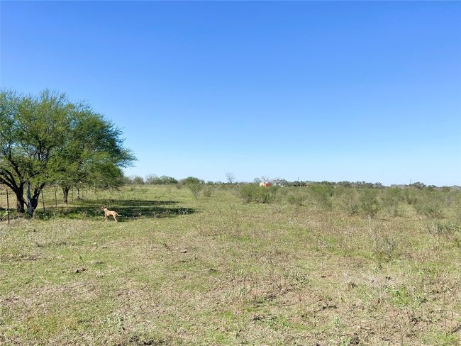 More brush line looking west | Image 17