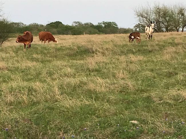 5796 Hurtig Rd, Home with 0 bedrooms, 0 bathrooms and null parking in Bleiblerville TX | Image 24