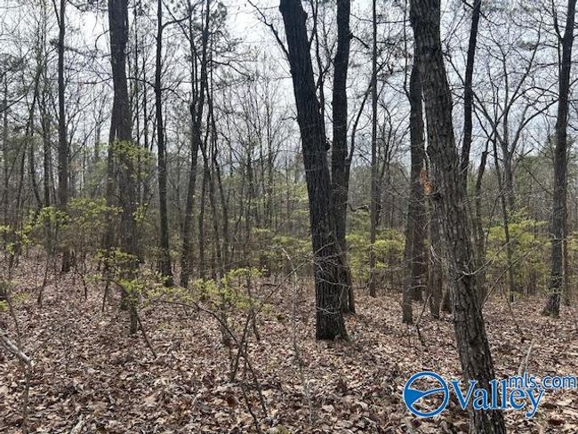 39 Fort Bluff Rd, Home with 0 bedrooms, 0 bathrooms and null parking in Eva AL | Image 6