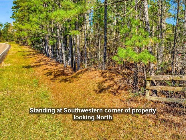This photo shows a property at its southwestern corner, featuring a grassy roadside and a dense line of pine trees, creating a natural boundary. | Image 18