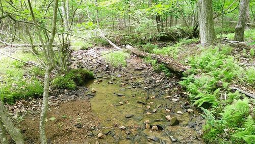 00 Tracks Hollow, Murphy, NC, 28906 | Card Image