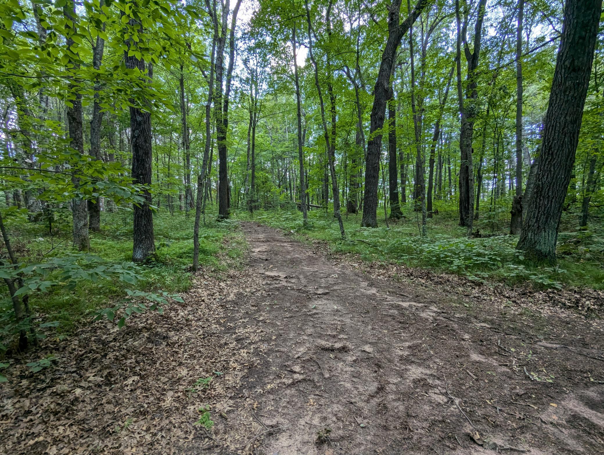 Land in Webster 4