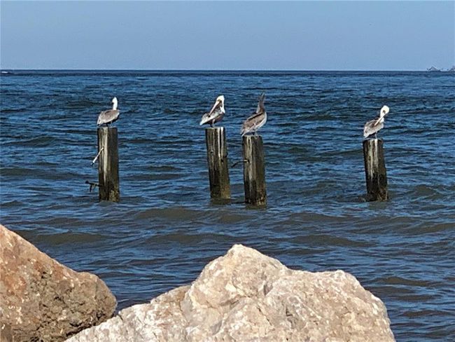 I never get tired of looking at pelicans | Image 33