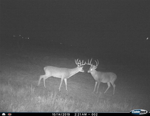 TBD Fm 367 W, Electra, TX, 76360 | Card Image