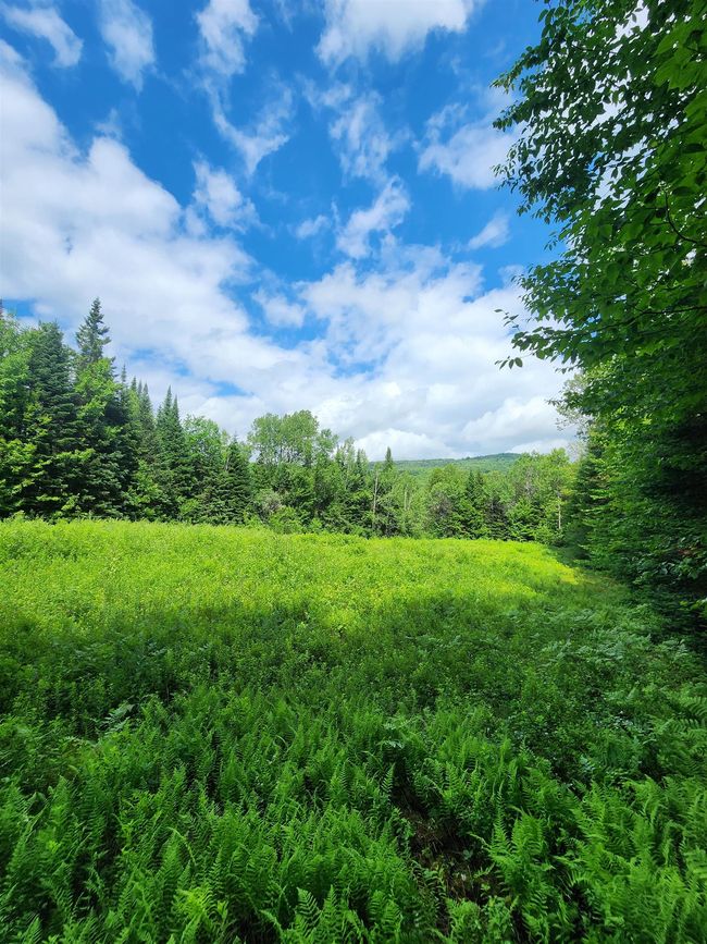 I wanted to show from the house there is a good stretch of woods to the back fields. | Image 50