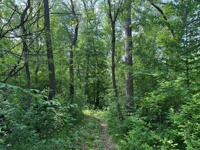 Trails in woods | Image 39