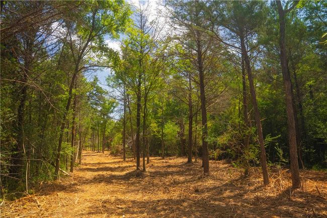View of tree filled area | Image 6