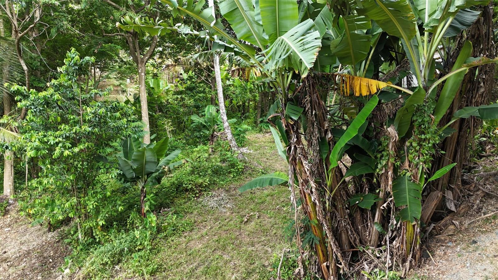 Land en venta en SAN GERMAN, CAIN ALTO. BO. HOCONUCO ALTO