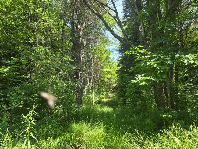 1134 Walker Line Rd, Home with 0 bedrooms, 0 bathrooms and null parking in Algonquin Highlands ON | Image 18