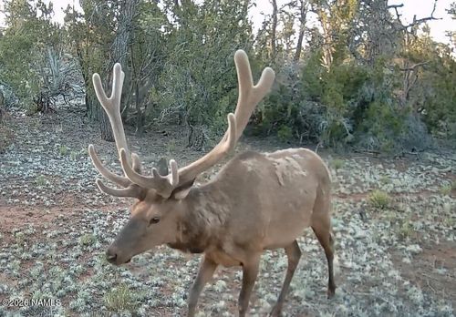 186 N Bull Run Rd, Williams, AZ, 86046 | Card Image