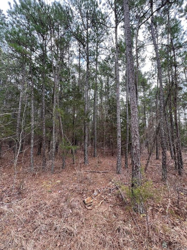 00 Yates Ln, Home with 0 bedrooms, 0 bathrooms and null parking in Tumbling Shoals AR | Image 11