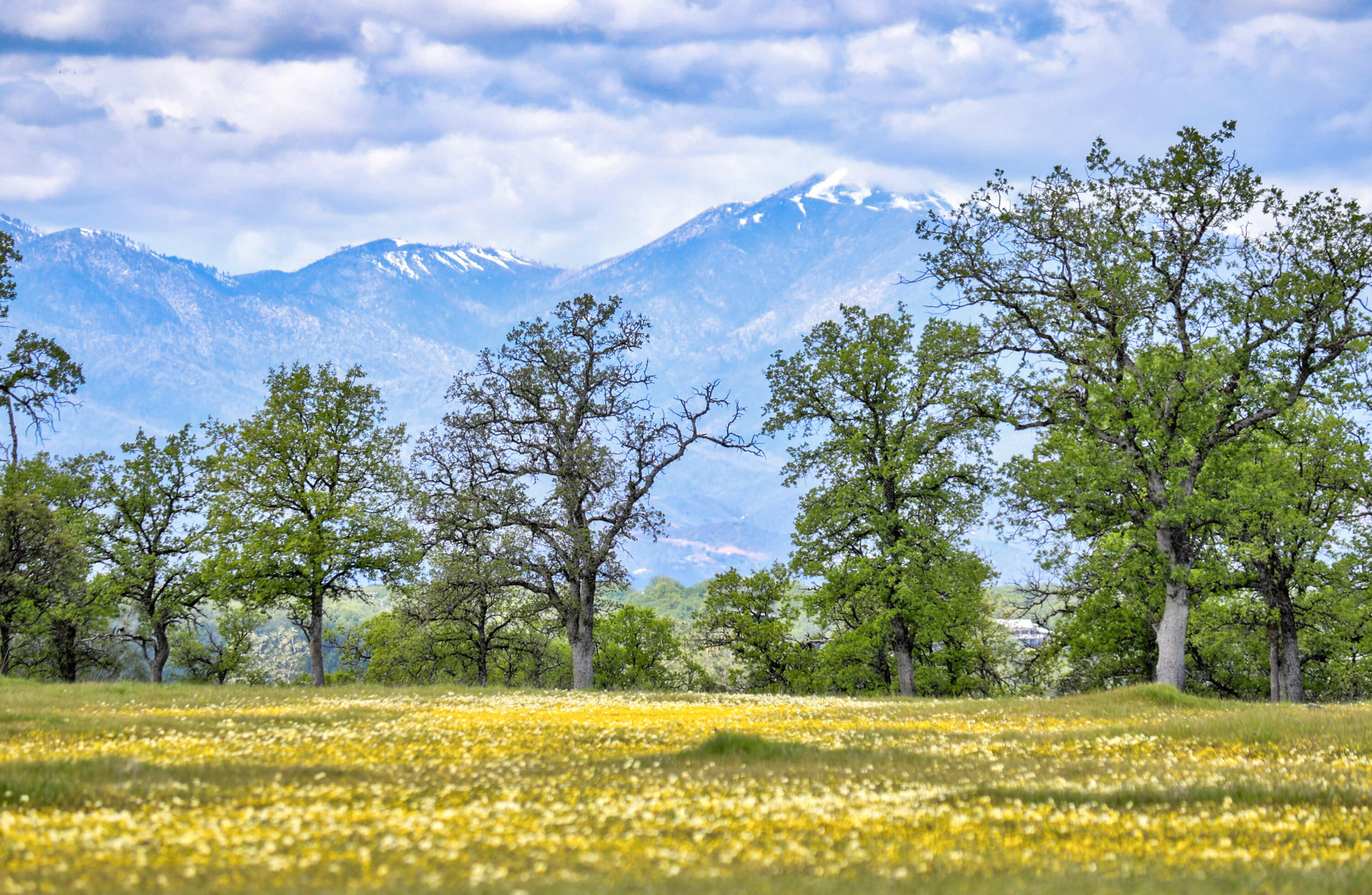 Land in Palo Cedro 3