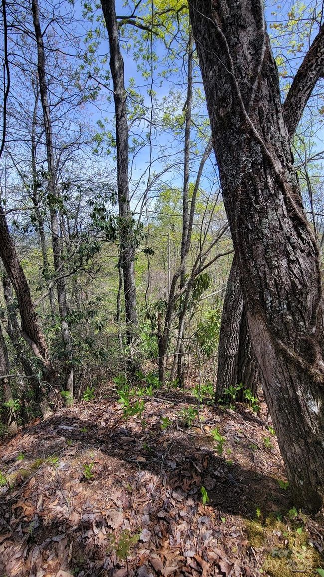 27 - 27 Lacy Fern Rdg, Home with 0 bedrooms, 0 bathrooms and null parking in Sylva NC | Image 19