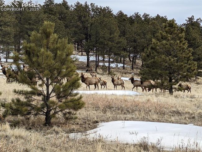 2413 County Rd 403, House other with 4 bedrooms, 3 bathrooms and 3 parking in Florissant CO | Image 42