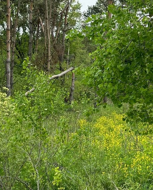 vacland M-82, Croton Township, MI, 49377 | Card Image