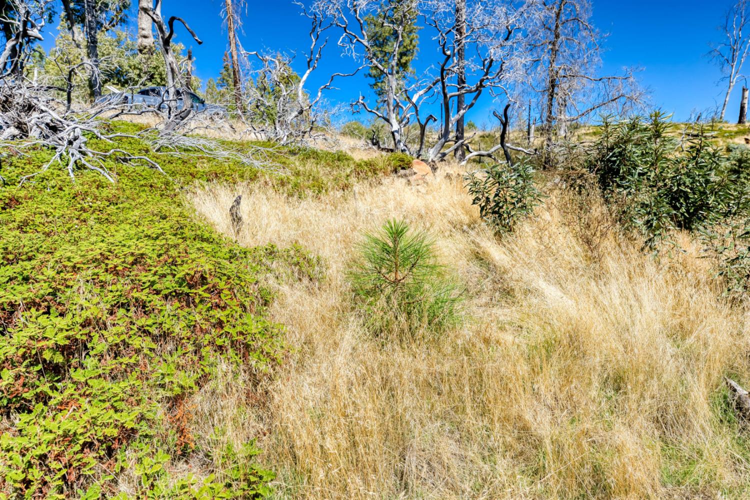 Land in Shaver Lake 5