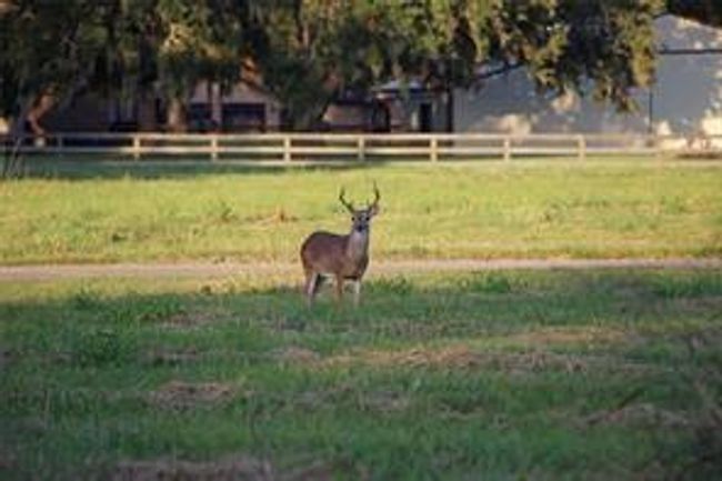 616 Pony Trl, Home with 0 bedrooms, 0 bathrooms and null parking in Angleton TX | Image 5
