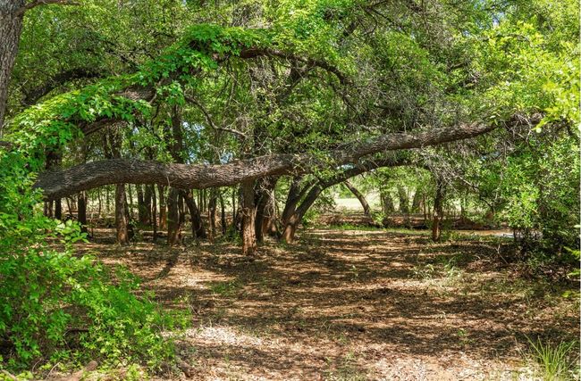 View of local wilderness featuring a view of trees | Image 29