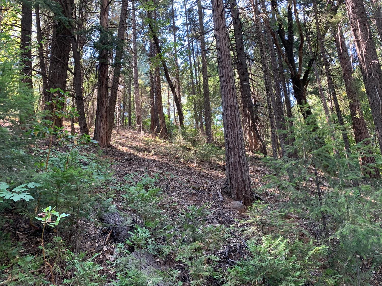 Land in Pollock Pines 4