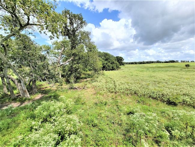 View of local wilderness | Image 8