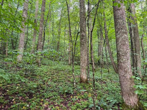 Lot 1 Hanging Run Road, Belington, WV, 26250 | Card Image