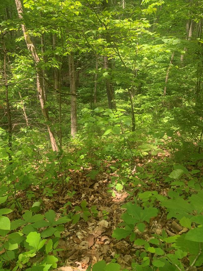 0 Tyler St, Home with 0 bedrooms, 0 bathrooms and null parking in Bluefield VA | Image 4
