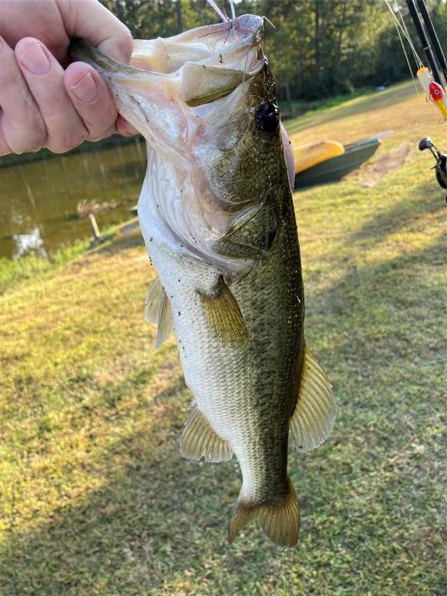 Catch a fish to show off to your friends and family | Image 49