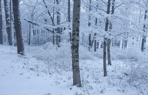 4169 Maple Hill Rd, Grawn, MI, 49637-9732 | Card Image