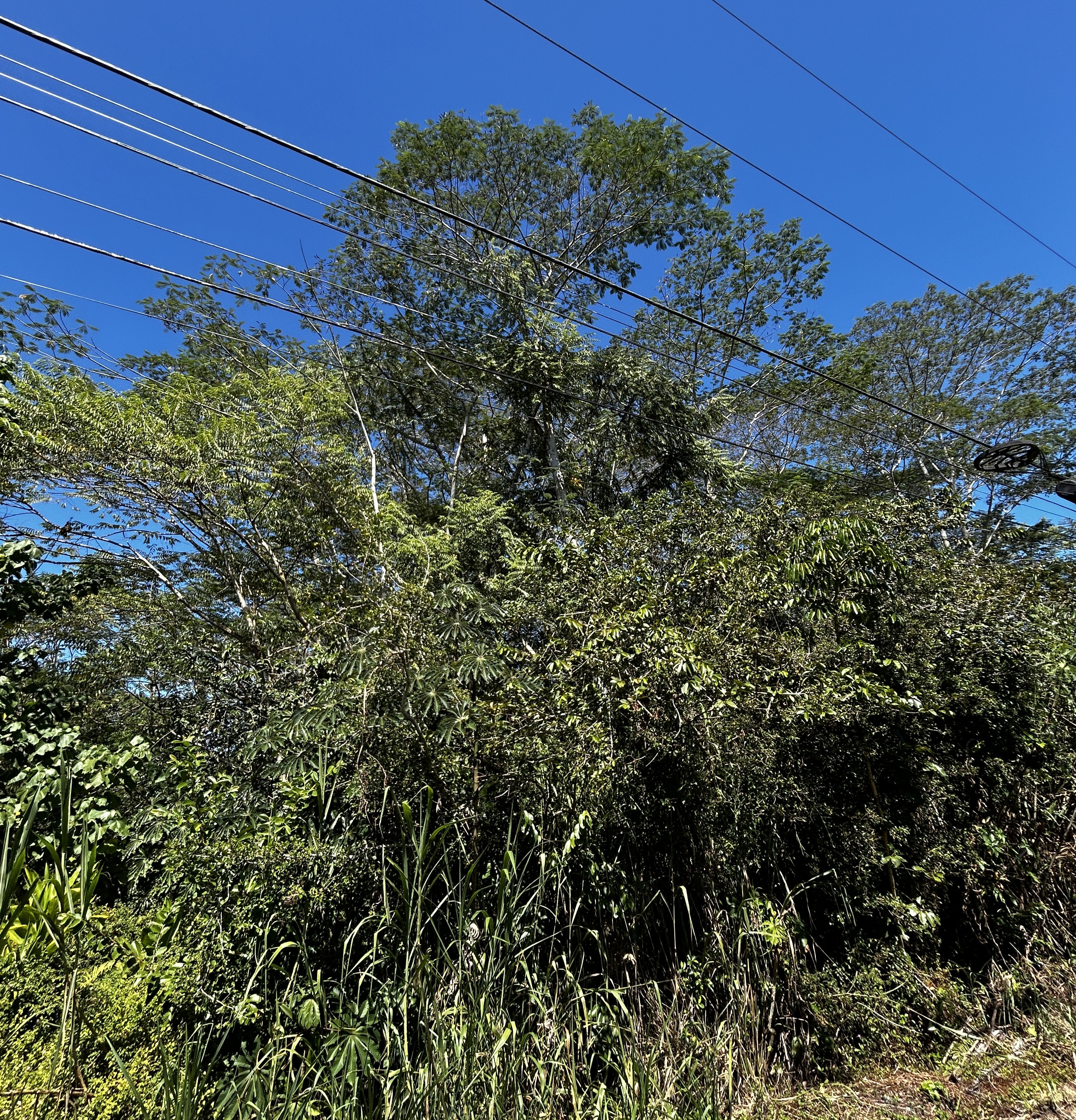 Land in Pahoa