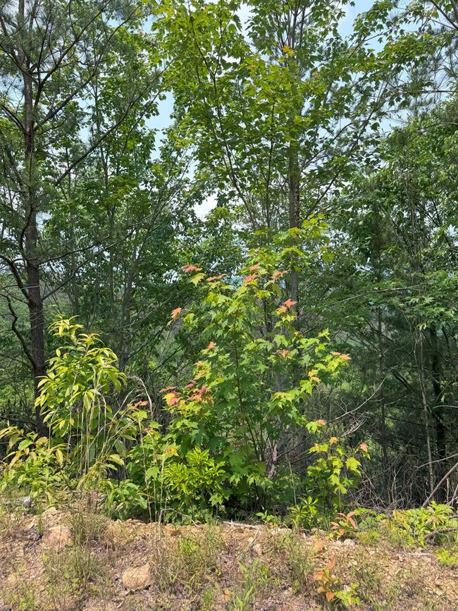 88 acres Bolden Branch Rd, Home with 0 bedrooms, 0 bathrooms and null parking in Andrews NC | Image 23