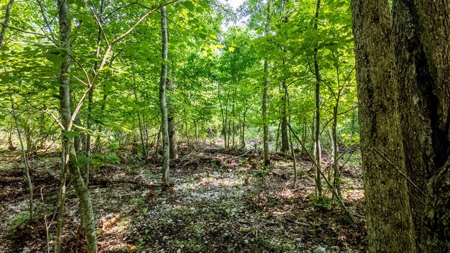 Cabin on 13 acres024 | Image 18