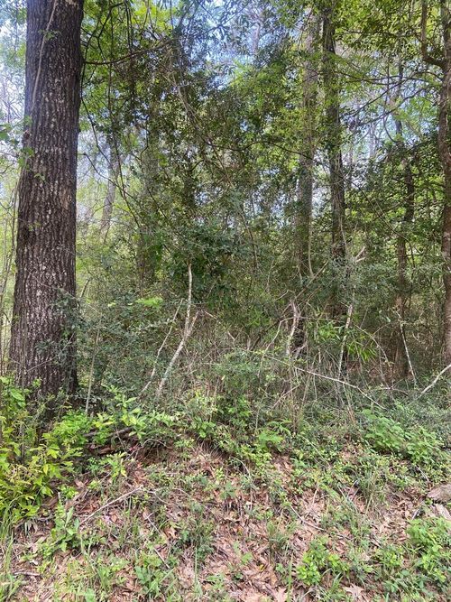 0 Friar Tuck Rd, Shepherd, TX, 77371 | Card Image