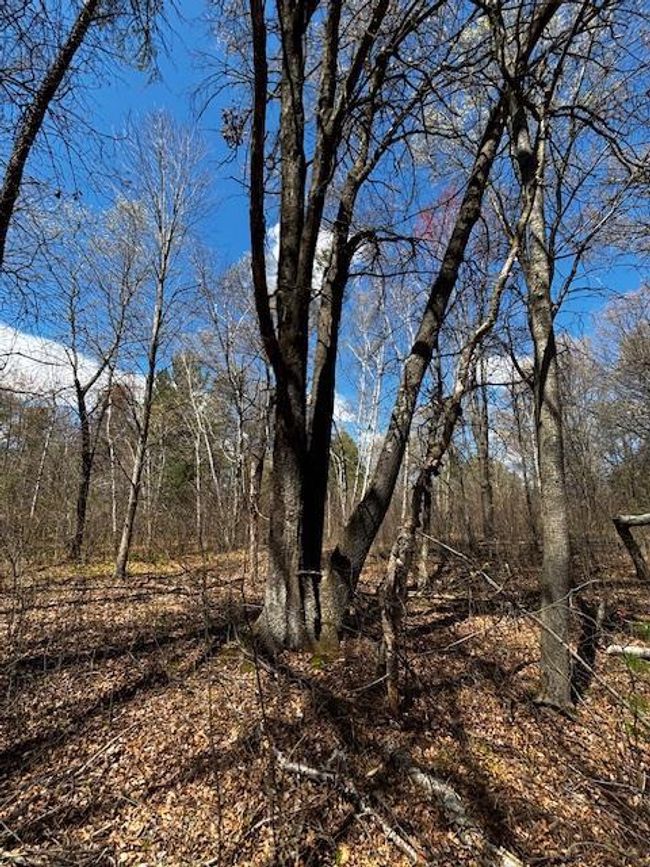W5497 N Shore Dr, Home with 0 bedrooms, 0 bathrooms and null parking in New Lisbon WI | Image 7
