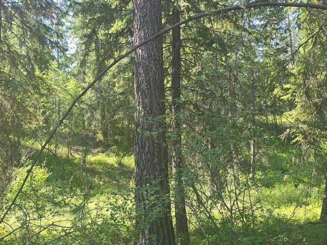 3418 Kingsbury Lake Way, Home with 0 bedrooms, 0 bathrooms and null parking in Kettle Falls WA | Image 12