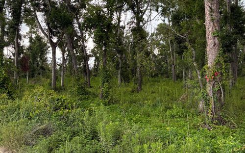 LOT13 Dowling Park Dr, LIVE OAK, FL, 32060 | Card Image