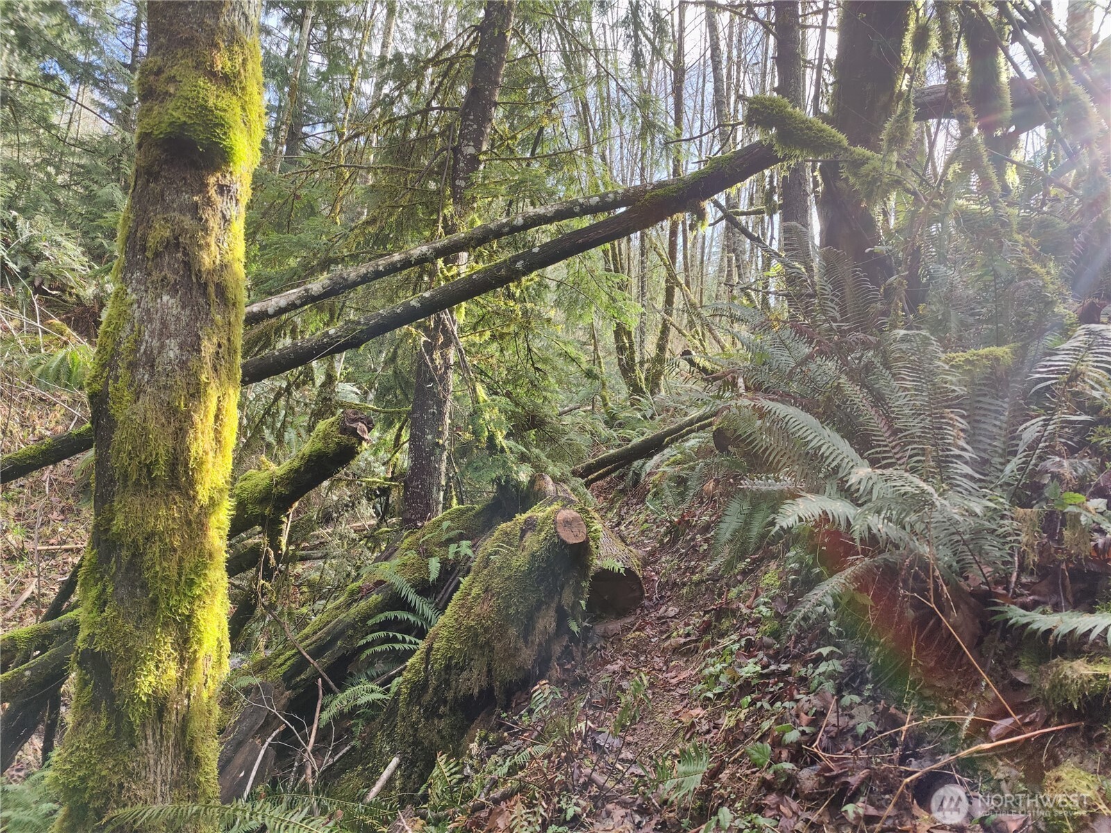 Land in Sumas 3